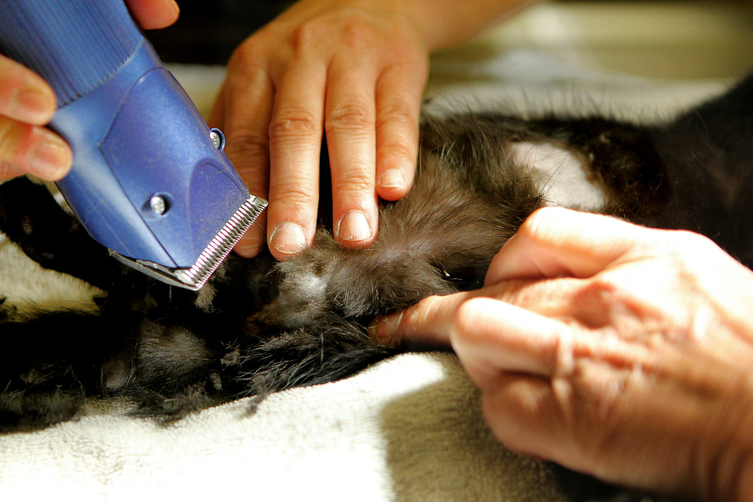 “Professional dog and cat grooming clippers with low-noise motor