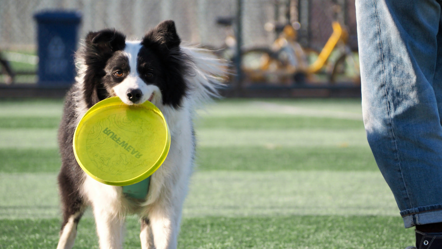 Durable rubber dog frisbee for outdoor fetch and training