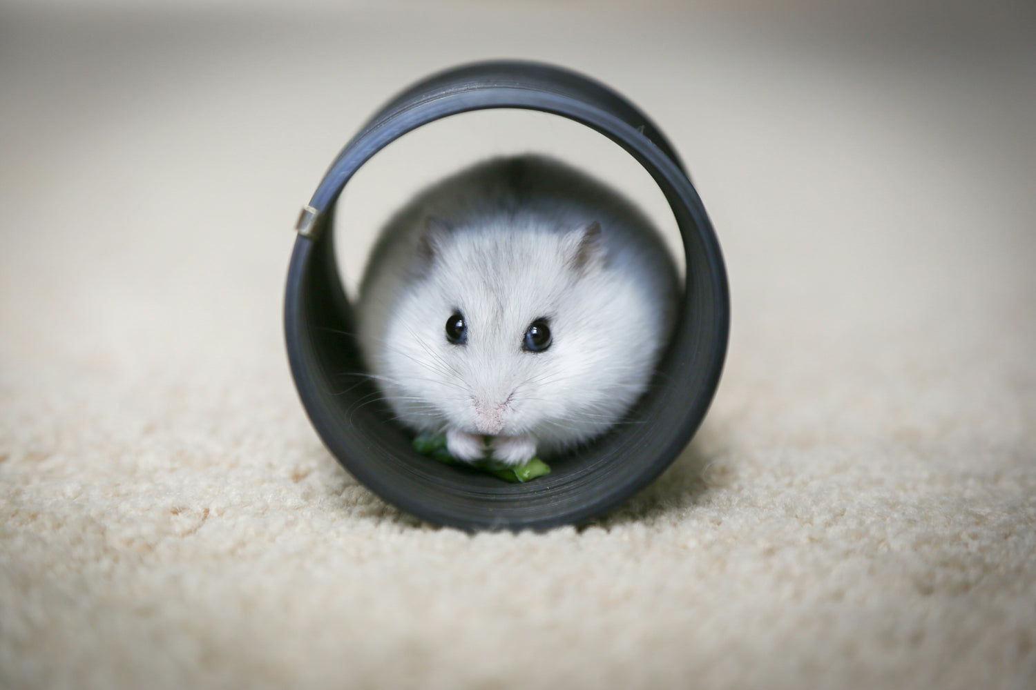 Quiet ultra‑low noise running wheel for small pets (hamsters, gerbils), safe tail‑friendly construction