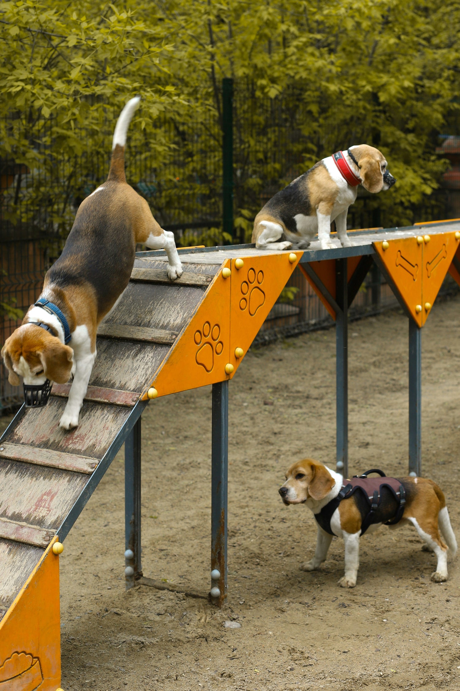 Adjustable non‑slip dog safety ramp with side guard rails for large breed dogs up to 200 lb