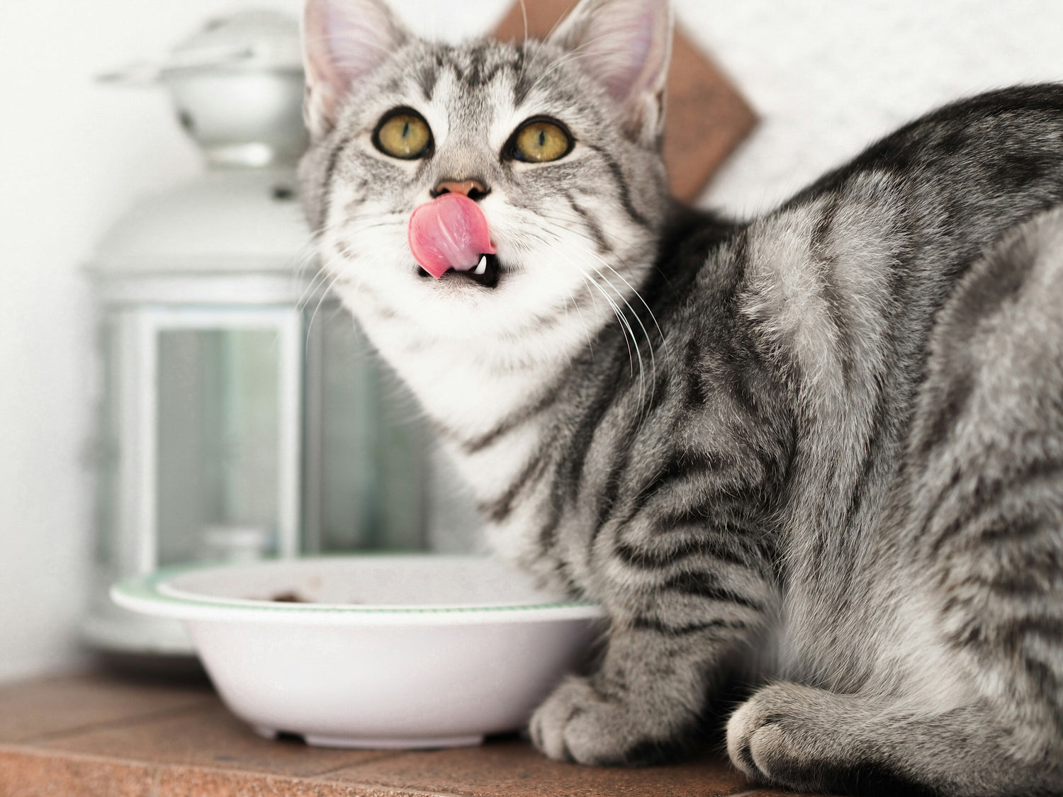 Natural allergy relief supplement for cats with itchy skin and shedding