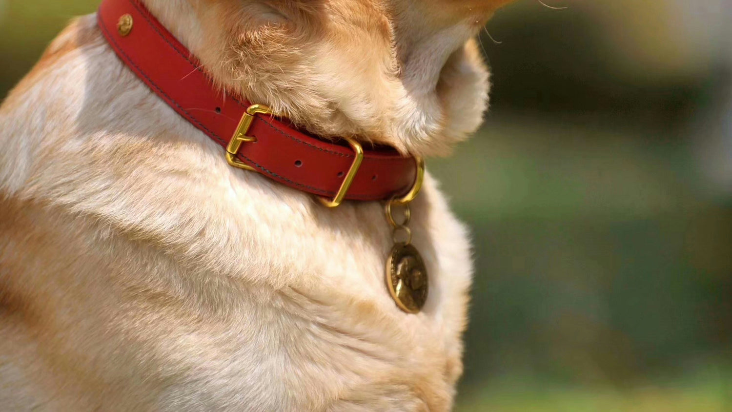 Adjustable basic dog collar made of durable nylon material