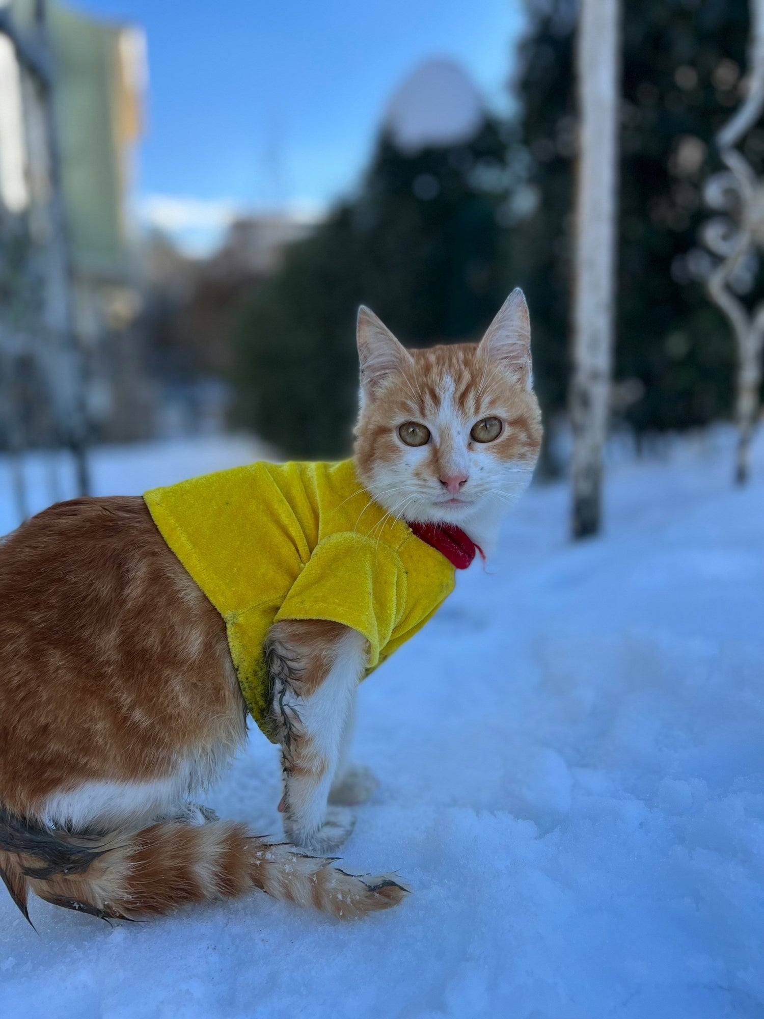 Broad‑spectrum cat dewormer tablets for adult cats, treats roundworms, hookworms and tapeworms with pyrantel + praziquantel