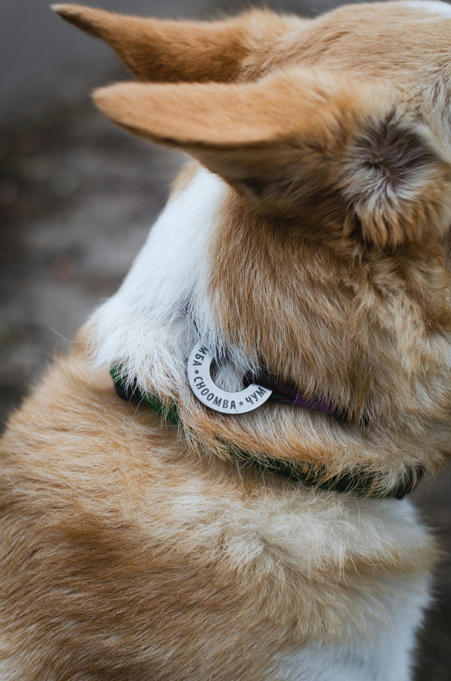 Personalized bone-shaped dog ID tag in gold with engraved pet name and contact information