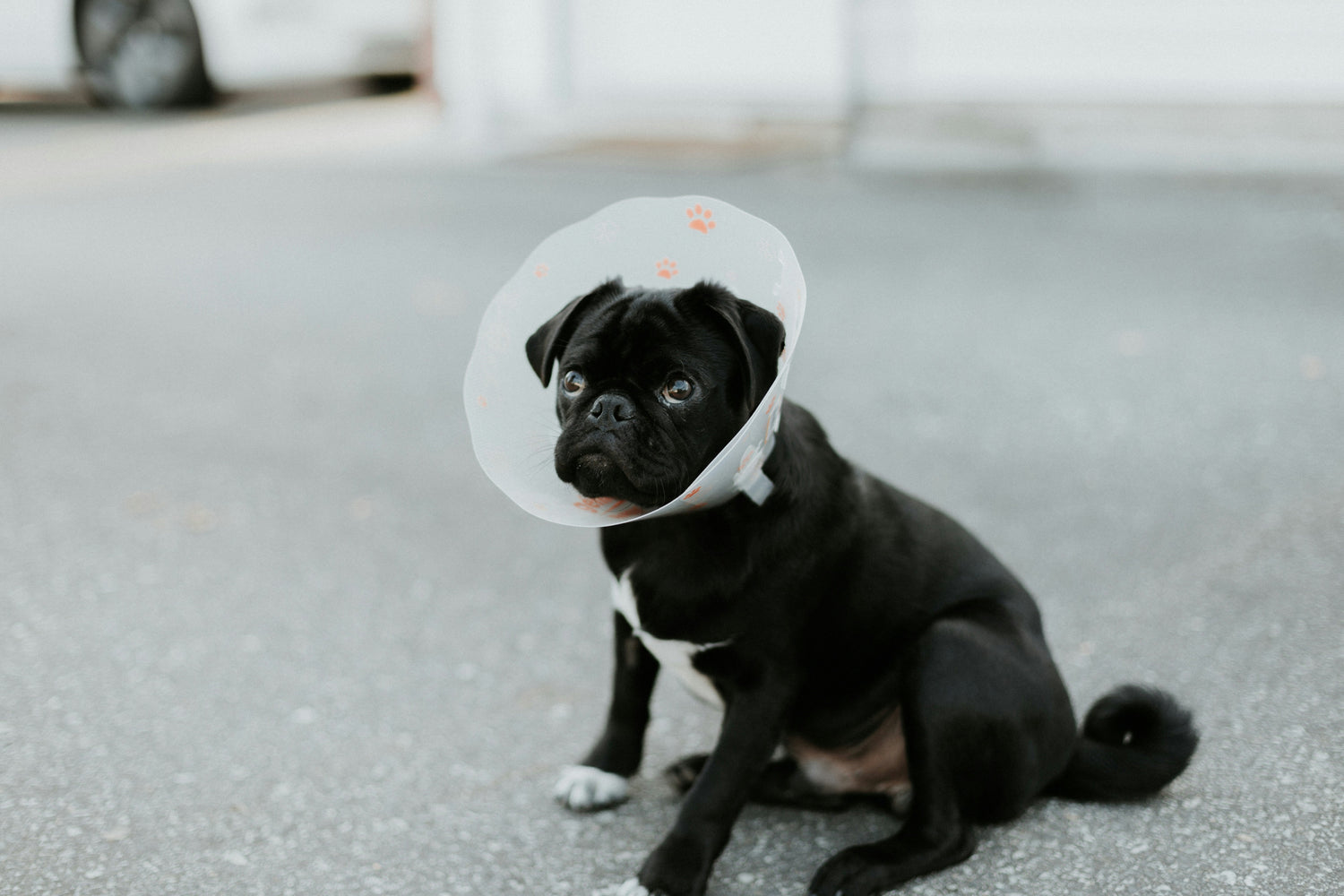 Soft recovery cone for dogs for post-surgery protection and comfort