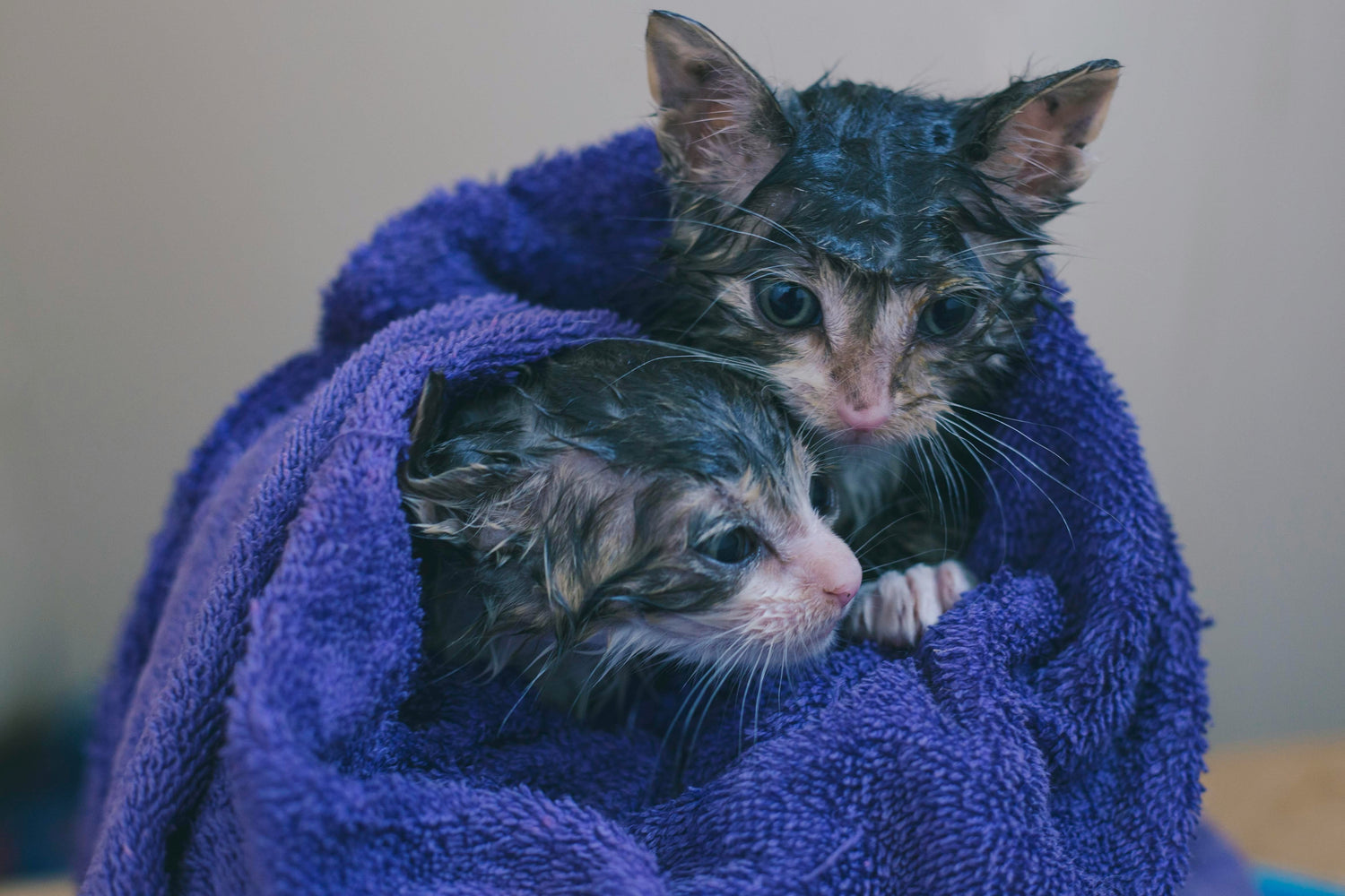 Gentle cat shampoo with oatmeal and biotin for dry, itchy skin relief