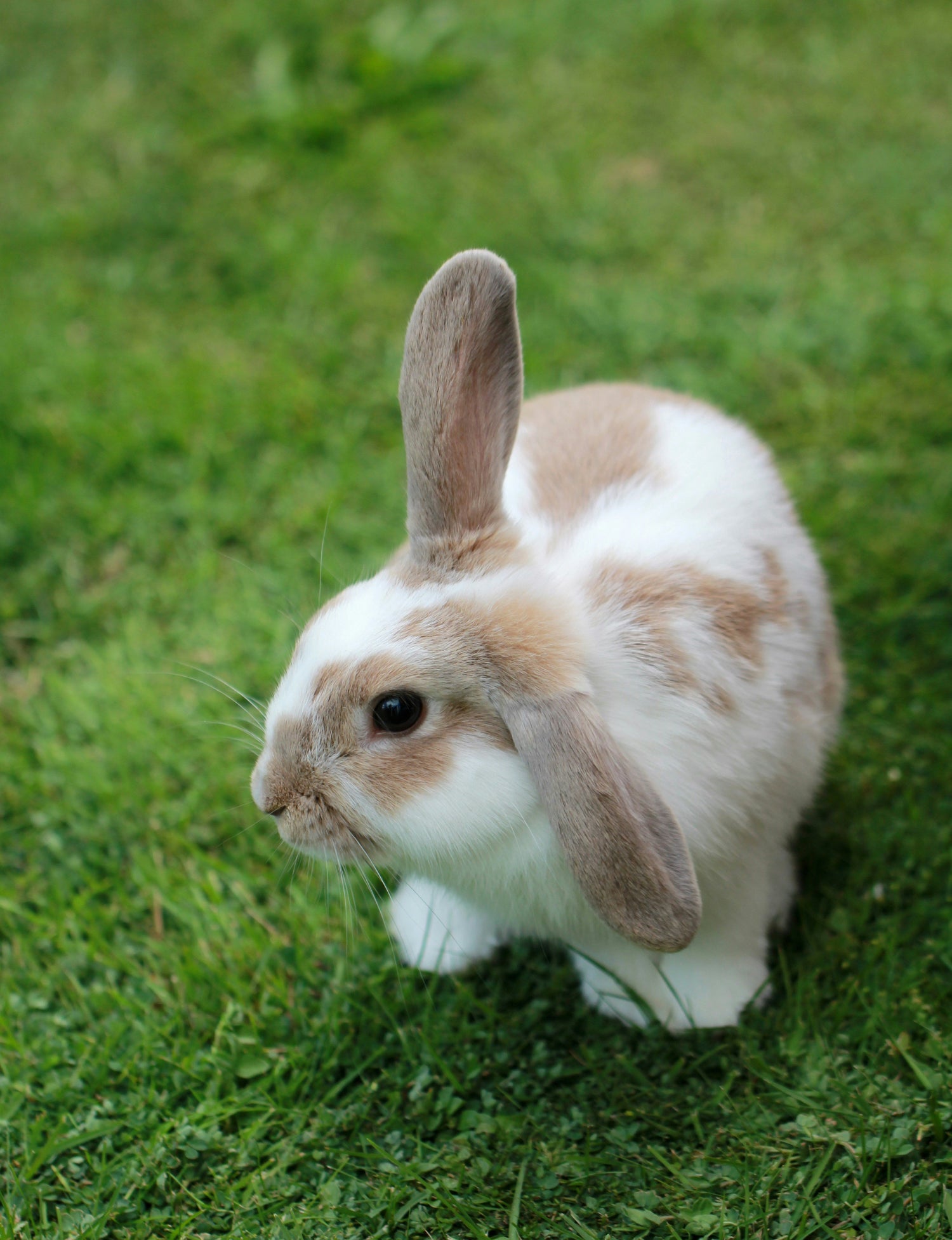Eco-friendly bedding for rabbits and small pets