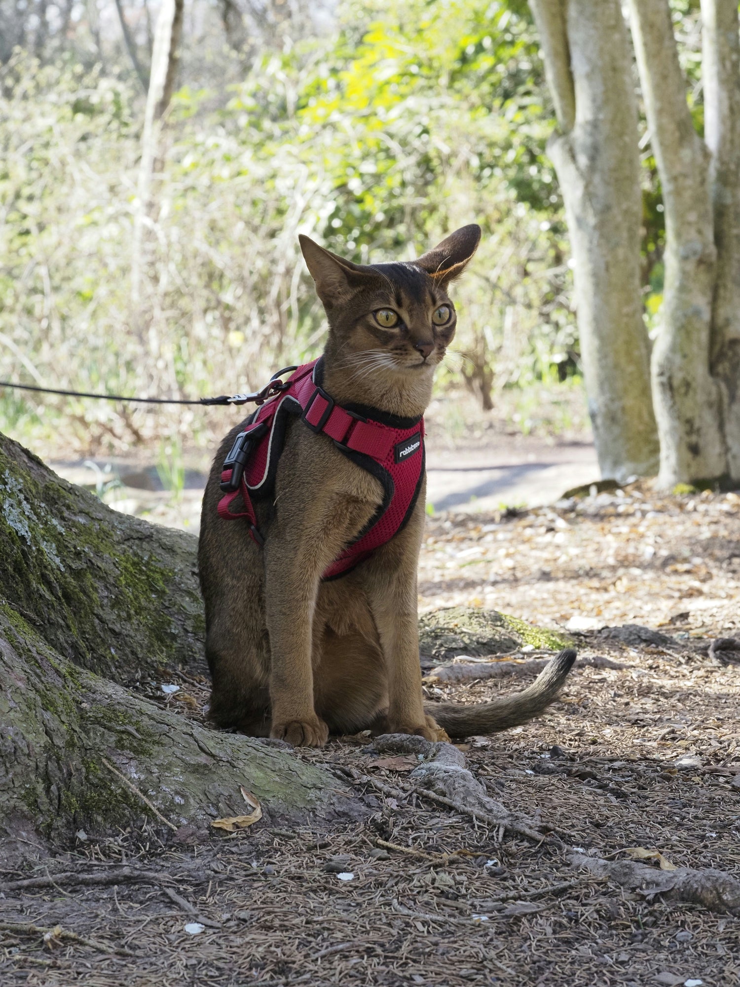 Adjustable cat harness with leash for safe outdoor walking
