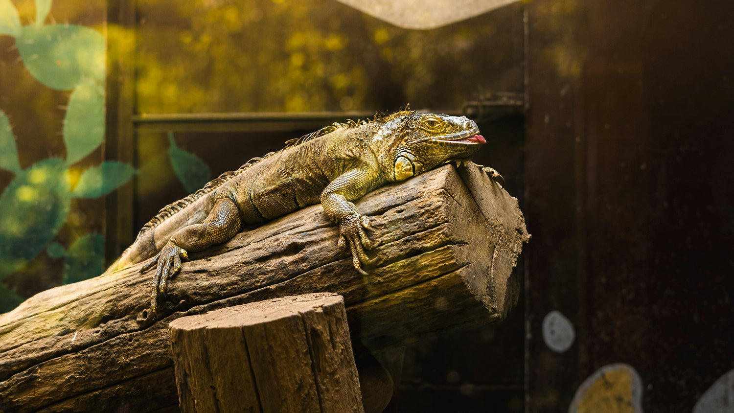 Reptile heat lamp and UVB light set for tropical habitats