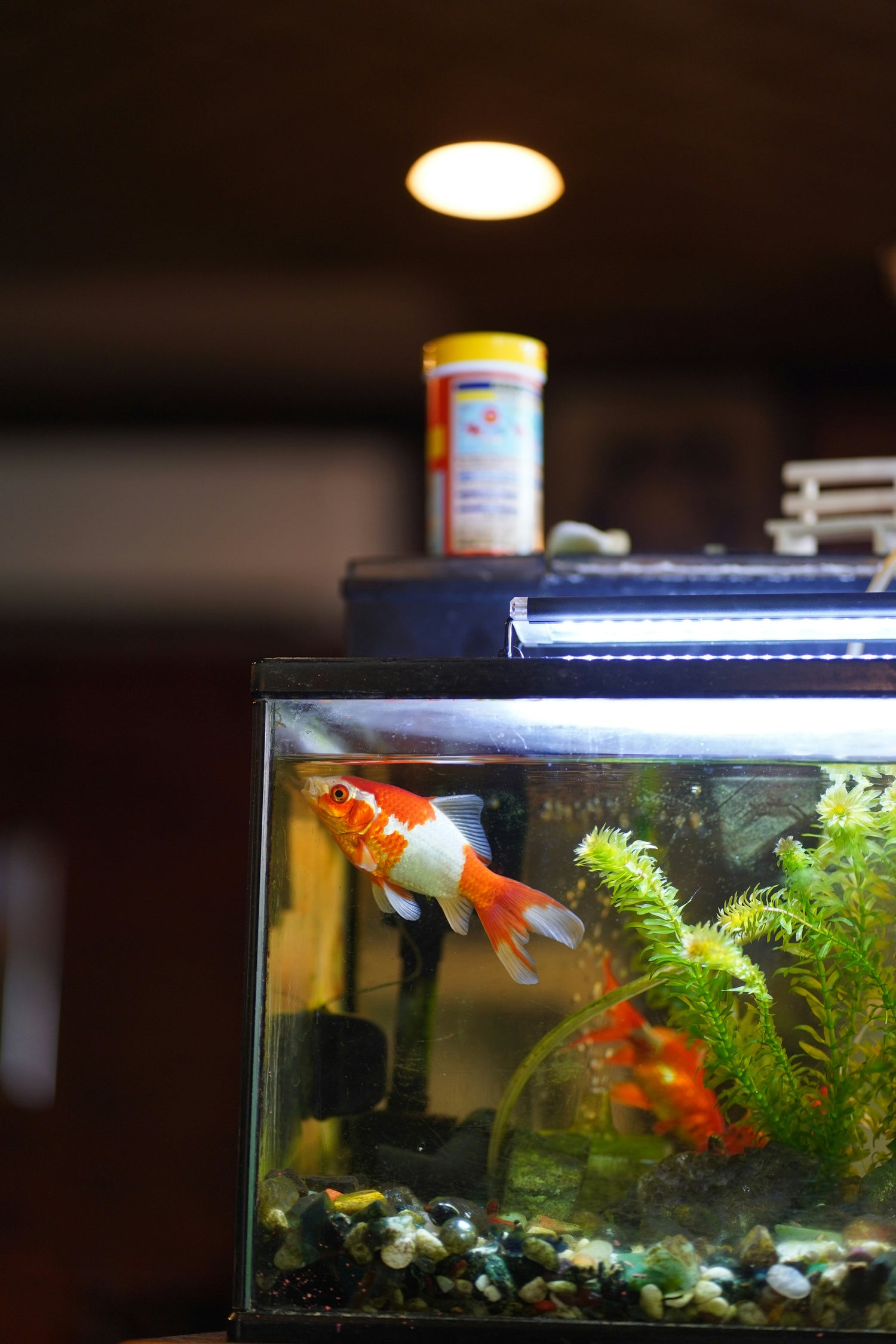 Clear airtight fish food storage container with screw‑top lid, designed for aquarium flake and pellet food