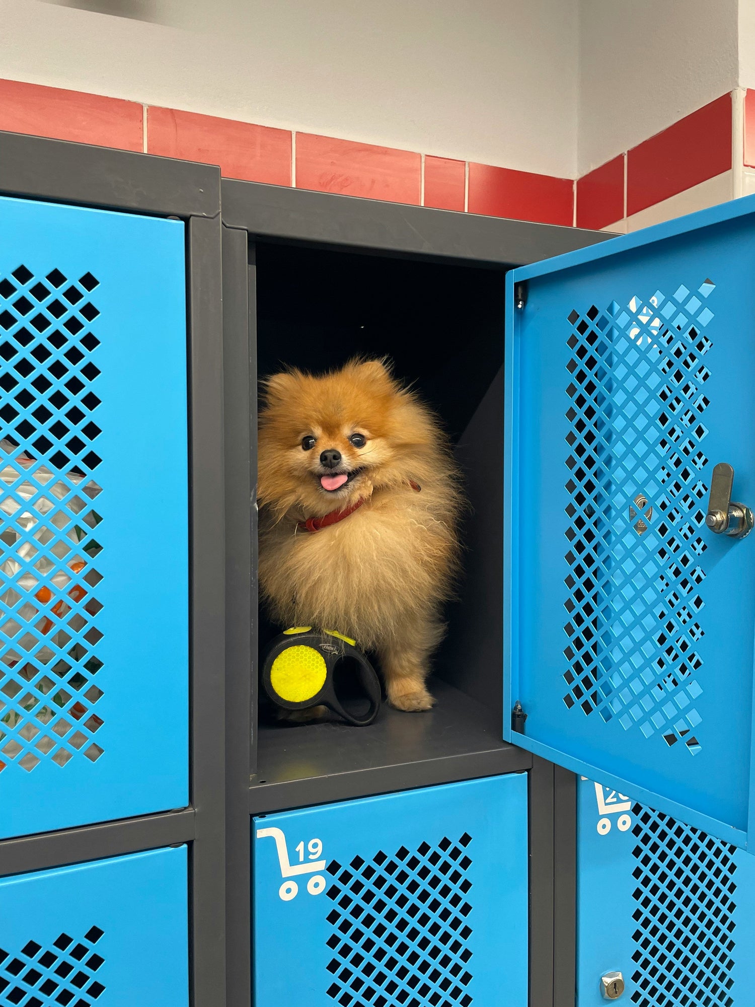 Best foldable dog crate with double doors for easy access