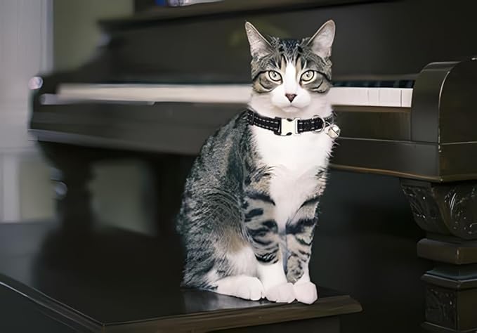 Black Puppy Collar with Bell, Reflective Nylon XS Cat Collars Soft Adjustable Buckle for XXS XSmall Small Puppy Female Tiny Pets Dogs Boy Girl Kitten Yorkie Chihuahua X-Small