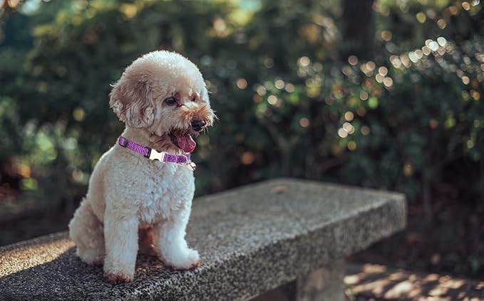 Purple Puppy Collar with Bell, Reflective Nylon XS Cat Collars Soft Adjustable Buckle for XSmall Small Puppy Female Tiny Pets Dogs Boy Girl Kitten Yorkie Chihuahua X-Small