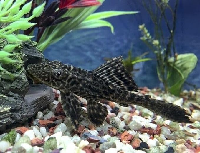 Aquatic Foods Inc. Calcium Feeder Small & Medium Shells. Extra Thick Shells for Shrimp, Snails, Crabs, Crayfish, Hermit Crabs and All Tropical Fish…75 Count Bag