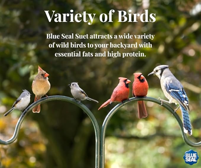 Blue Seal Berry Blend Suet Cakes for Wild Birds - No Mess Suet Feed, Food for Woodpeckers, Cardinals, Siskins, Sparrows & More - 11oz Suet Feeder, Bird Seed Cakes (Variety Pack of 6)