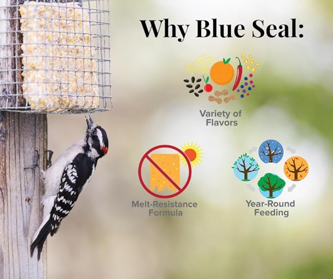 Blue Seal Berry Blend Suet Cakes for Wild Birds - No Mess Suet Feed, Food for Woodpeckers, Cardinals, Siskins, Sparrows & More - 11oz Suet Feeder, Bird Seed Cakes (Variety Pack of 6)