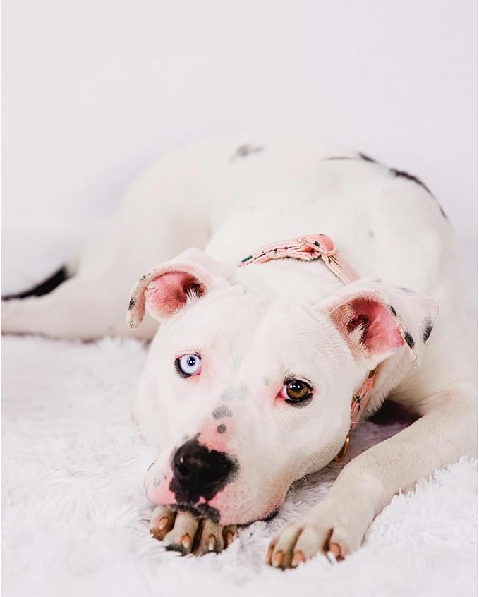 Elegant little tail Dog Collar, Pink Floral Girl Pet Collar Durable Cute Dog Collars Summer Female Pet Gift Adjustable Dog Collar for Large Dogs