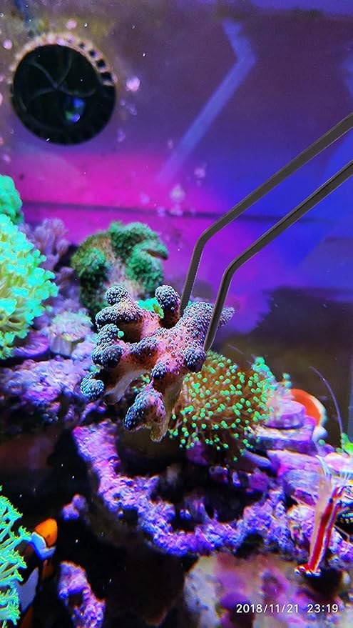 Aquarium Choice Coral Feeder Long Syringe, 2 Units, SPS HPS Marine Reef Coral Feeder Tool, 2 Tweezers for Coral Frag, Fish Excreta Cleaner