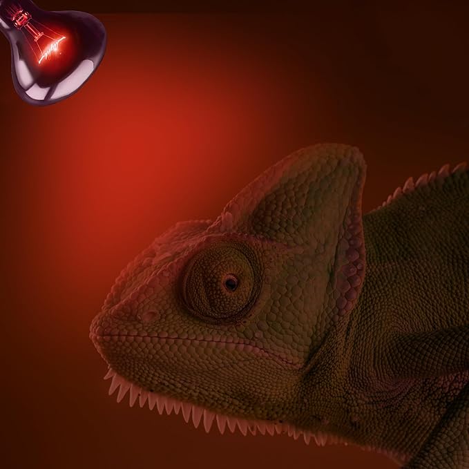 60W Infrared Red Heat Lamp – Perfect Basking Spot Bulb for Lizards, Bearded Dragons, Snakes & Chickens; Efficient Red Heat Emitter for Brooders and Terrariums, E26 Base | 2 Pack