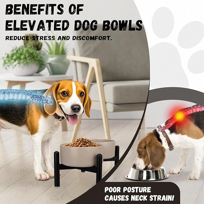 Raised Ceramic Dog Bowl Set - Elevated Double Dishes with Stainless Steel Stand - Food and Water Bowls for Small to Medium Dogs - Each Holds 2 Cups (28.75 fl oz) - White
