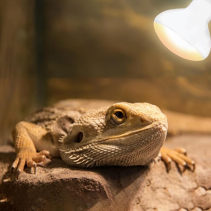 60W E26 Reptile Heat Lamp Bulbs, R63 Upgraded UVA Basking Spot Light for Bearded Dragon, Lizard, Tortoise & Amphibians - Simulated Natural Sunlight, Daylight Bulb fot Terrarium | 2 Pack