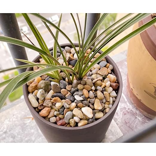 18lb 1/2" Polished Pebbles for Plants Potting,Succulents Aquarium Fish Tank Vases-Decorative River Rocks Garden Gravel Stones