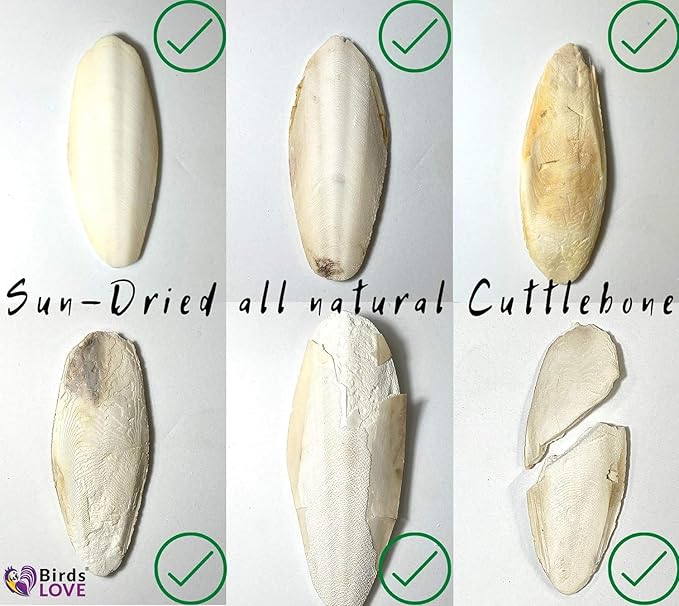 Birds LOVE Natural Cuttlebone | 100% Pure Sun-Dried Calcium Supplement for Birds, Tortoises, Snails & Crabs | Supports Beak & Shell Health | Easy to Chew | 2 Pack, Size 3.5 to 4"