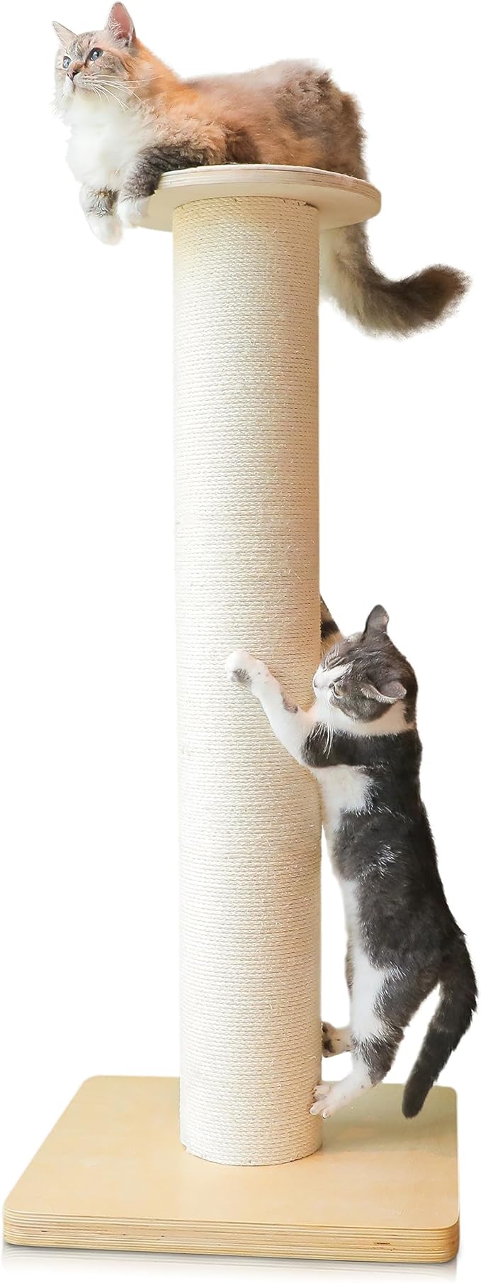 50" Tall Cat Scratching Post, Extra-Large Cat Scratch Post for Biggest Cats (Maine Coon), 7.3” Thick Post, 36lbs Weight, Solid Wood Base & Natural Sisal Rope