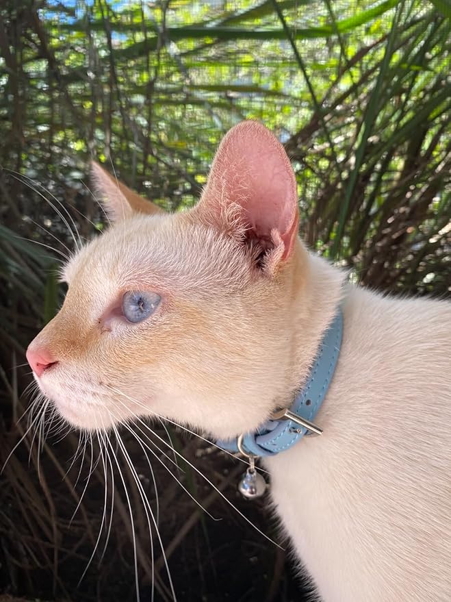 PUPTECK 2 PCS Soft Genuine Leather Cat Kitten Collar with Bells Adjustable for Girl Boy Cats Puppy - Pink, Blue