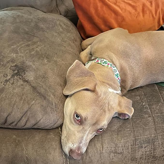 Elegant Little Tail Green Clover XL Dog Collar, Unique Design, Cotton, Adjustable, X-Large Dogs