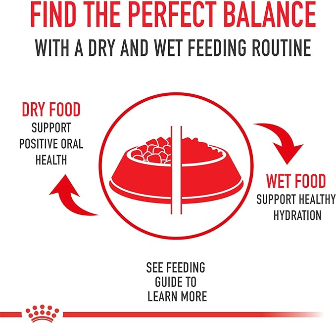 Royal Canin Feline Health Nutrition Kitten Loaf in Sauce Canned Cat Food, 5.1 oz can (24-count)