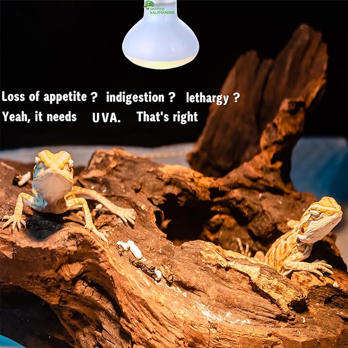 Reptile Heat Lamp Used in Reptiles 75W 100W Heat Lamp Bulbs for Reptiles 2 Pack Amphibians Basking Heat Lamp Bulbs UVA Daylight Basking Light (75Watts)
