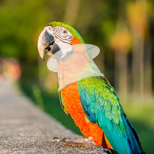 POPETPOP Bird Collar Pet Parrot -bite Collar, Grab Feather Lick Wound Healing Safety Practical Neck Cover for Macaw African Parakeet Cockatiel