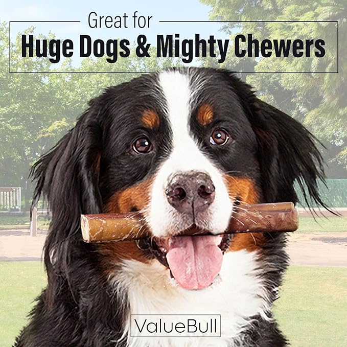 ValueBull Bully Sticks for Large Dogs, Super Jumbo 6 Inch, 10 Count - All Natural, Grass Fed, Single Ingredient, Long Lasting Dog Treats for Aggressive Chewers