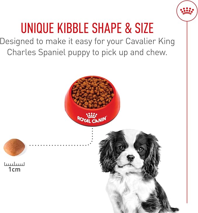 Royal Canin Breed Health Nutrition Cavalier King Charles Spaniel Puppy Dry Dog Food, 3 lb Bag