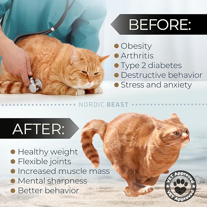 48'' Golden XL Cat Wheel - Cat Wheels for Indoor Cats Which Doesn't Negatively Affect Your Cat's Spine – 15.7'' Extra Wide Cat Treadmill - Fits 2 Cats Side-by-Side, 1-Year Warranty