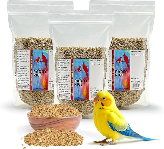 Morning Bird Paddy Rice Bird Seed for Optimal Health & Nutritious Pet Bird Food – Supports Feathers & Immunity – Ideal for All Seed Eating Birds. 4.5 lbs (3-Pack, 1.5 lbs Each)