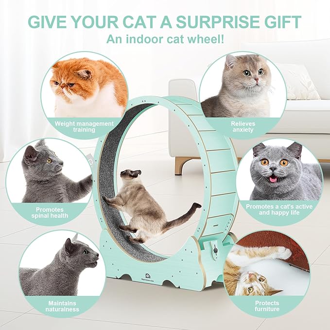 Cat Wheel, 48" XL Large Cats Exercise Running Wheel, Cat Treadmill for Indoor Cats, Green