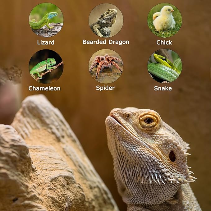 75W E26 Reptile Heat Lamp Bulbs - R63 Upgraded UVA Amphibian Basking Spot Light, Simulated Sunlight for Bearded Dragon, Lizard, Tortoise & chics, Daylight Bulb for Aquariums and Tanks|2 Pack