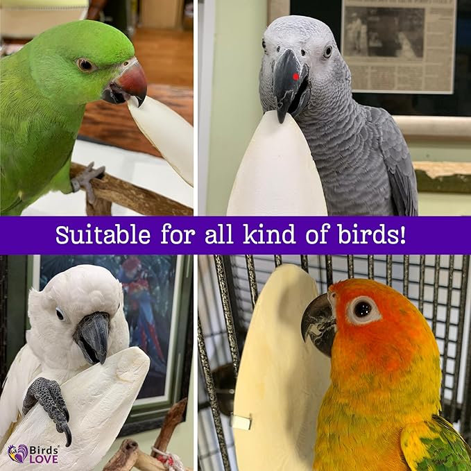 Birds LOVE 2 pc 7.5–8″ Sun-Dried Natural Cuttlebone Kit | 100 % Pure Calcium Supplement for Birds, Tortoises, Snails & Crabs | Beak & Shell Health with Metal Holder