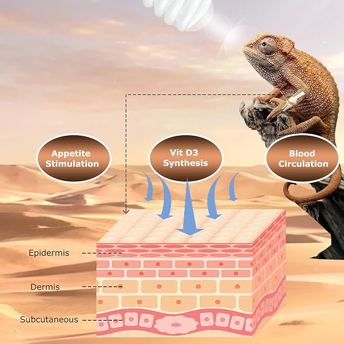 UVB 10.0 Reptile Light 13W, Compact Fluorescent Desert Lamp, High-Output Coil UVB Bulbs for Terrarium Tanks, Suitable for Bearded Dragons, Geckos and Other Desert-Dwelling Reptile
