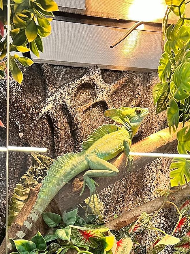 Heat Lamp Bulb, 100 Watt Pack of 2 Full Spectrum UVA UVB Reptile Heat Bulb, Basking Spot Light, Simulate Natural Sun Light for Reptile and Amphibian (Pack of 2)