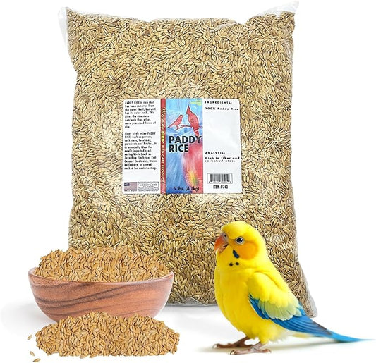 Morning Bird Paddy Rice 9 lbs Bird Seed for Optimal Health & Nutritious Pet Bird Food – Supports Feathers & Immunity – Ideal for All Seed Eating Birds.