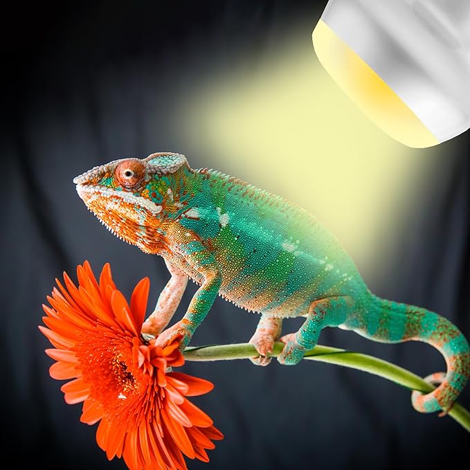 60W Intense Basking Spot Lamp – UVA Daylight Heat Bulb for Reptiles and Amphibians, Simulates Natural Sunrise and Sunset, Ideal for Bearded Dragons, Snakes, Lizards & Chicks | 2 Pack