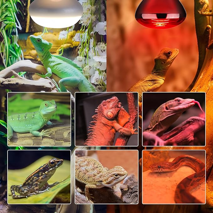 KINUR 2 Pack 75W Reptile Heat Lamp Bulbs, Reptile Day and Night Basking Spot Bulb Combo Amphibian Infrared Heat Lamp Bulb/UVA Basking Spot Daylight Heating Light Bulb