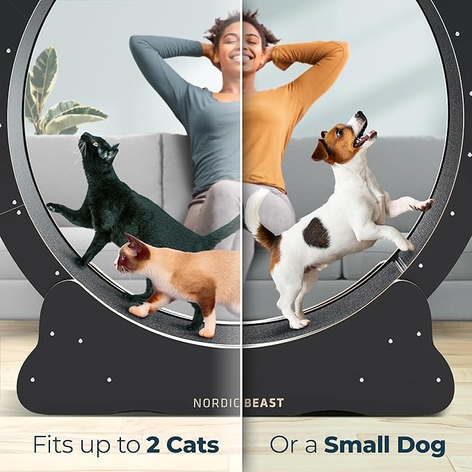 48'' XL Cat Wheel - Cat Wheels for Indoor Cats Which Doesn't Negatively Affect Your Cat's Spine - 15.7'' Extra Wide Cat Treadmill - Fits 2 Cats Side-by-Side, 1-Year Warranty